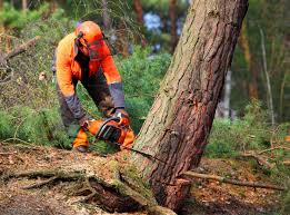 Best Lawn Maintenance Plans  in Occoquan, VA