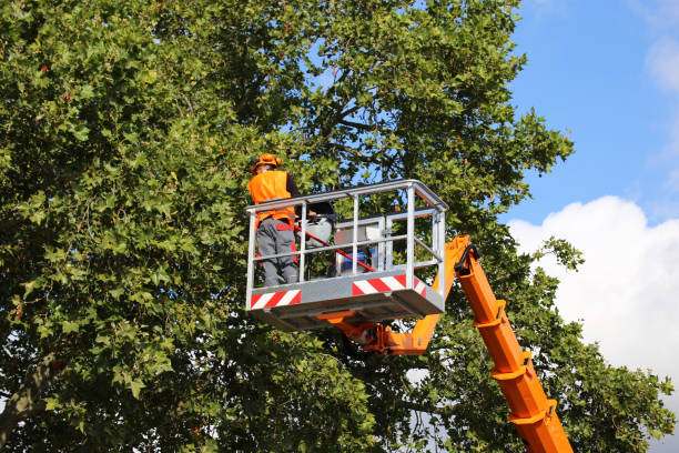 Best Commercial Tree Services  in Occoquan, VA