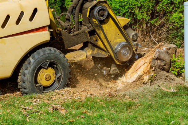 Best Organic Lawn Care Solutions  in Occoquan, VA