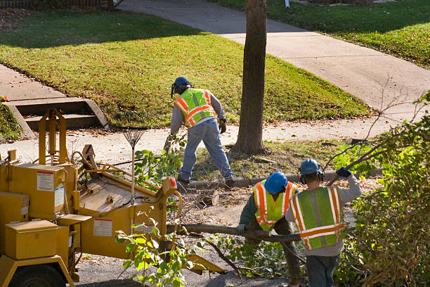 Best Firewood Processing and Delivery  in Occoquan, VA