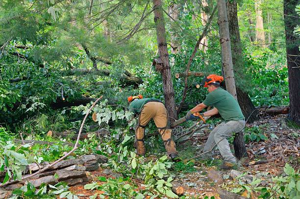 Lawn Watering Services in Occoquan, VA