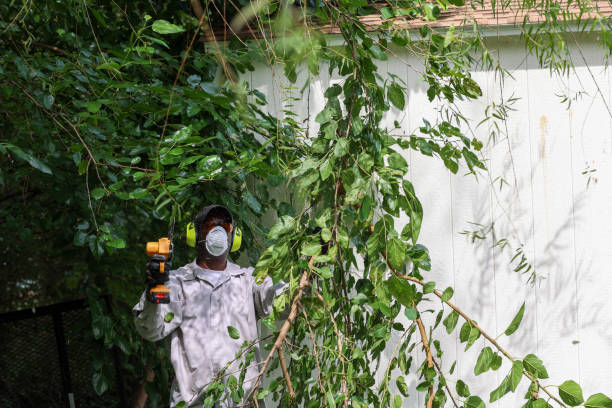 Best Fruit Tree Pruning  in Occoquan, VA