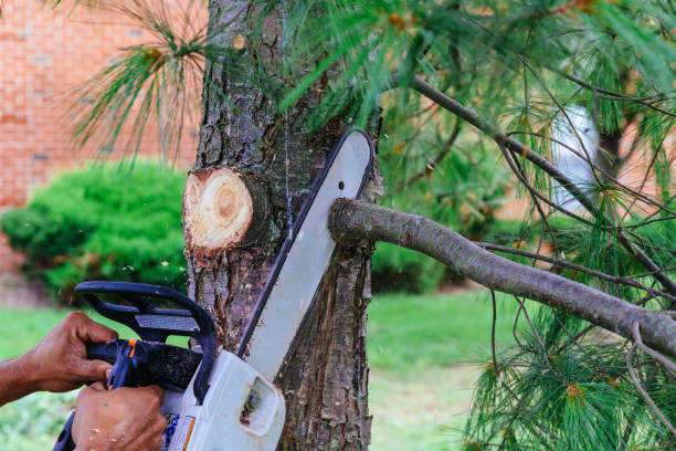 Best Palm Tree Trimming  in Occoquan, VA